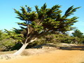 gal/2006/WE Pornic/_thb_DSCF0608.JPG